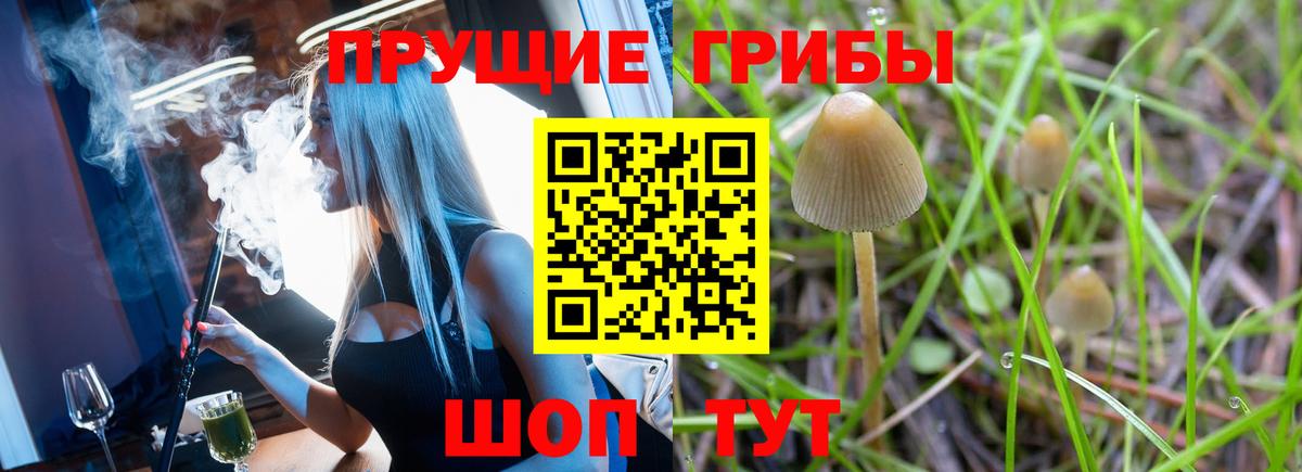 Псилоцибиновые грибы Psilocybine cubensis Удомля